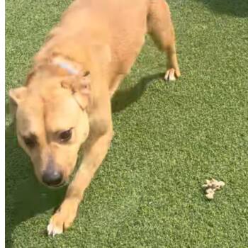 Athena -  American Bully and Shepherd Dog for Adoption in Richmond Hill, Ontario - Athena | PetCurious