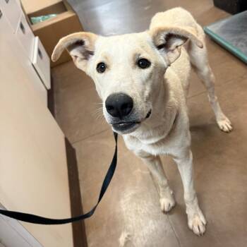 Ghost -  Mixed Breed Dog for Adoption in Flagstaff, Arizona - Ghost | PetCurious