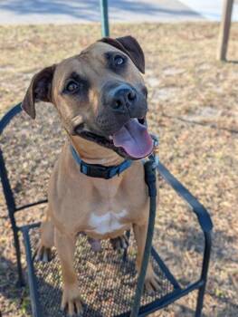 GOMEZ -  Mixed Breed Dog for Adoption in Palmetto, Florida - GOMEZ | PetCurious