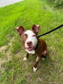 Zamboni -  Mixed Breed Dog for Adoption in Hobart, Indiana - Zamboni | PetCurious