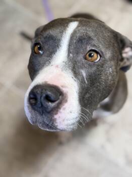 Opal -  American Staffordshire Terrier and American Bully Dog Available for Adoption in Sanford, North Carolina - Opal | PetCurious