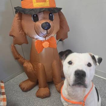 Mojo -  Pit Bull Terrier Dog for Adoption in Watertown, New York - Mojo | PetCurious