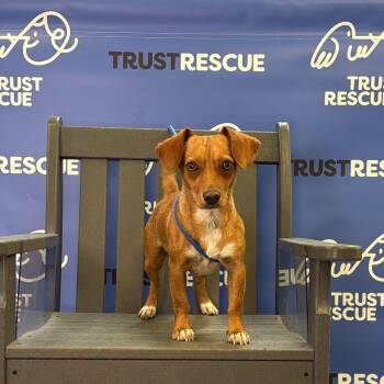 CHLOE -  Dachshund Dog for Adoption in Waterford, New Jersey - CHLOE | PetCurious