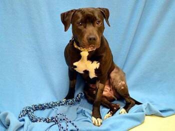 Pit Bull Terrier and Labrador Retriever Dogs Available for Adoption in Portland, Oregon - Dee Dee | PetCurious