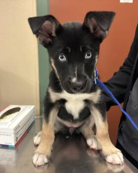 XENA -  German Shepherd Dog and Siberian Husky Dog for Adoption in Rancho Cucamonga, California - XENA | PetCurious