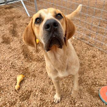 Elvis KCAC #431.26 -  Hound and Mixed Breed Dog Available for Adoption in Kerrville, Texas - Elvis KCAC #431.26 | PetCurious