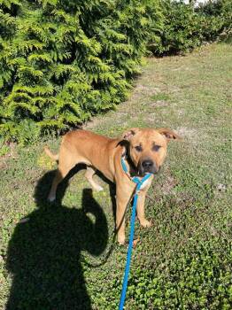 Rescue Hound and Pit Bull Terrier Dogs for Adoption in Portsmouth, Virginia - Jayse | PetCurious