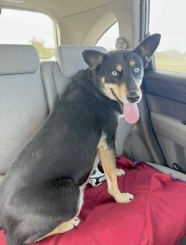 Shepherd and Husky Dogs Available for Adoption in Huntingtown, Maryland - Cora - Courtesy Post | PetCurious