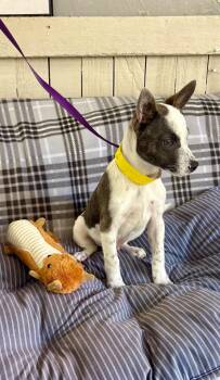 Kimchi -  Australian Cattle Dog Blue Heeler and Terrier Dog for Adoption in Fort Worth, Texas - Kimchi | PetCurious