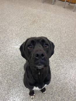 Boxer and Hound Dogs Available for Adoption in Findlay, Ohio - Betty Lou | PetCurious