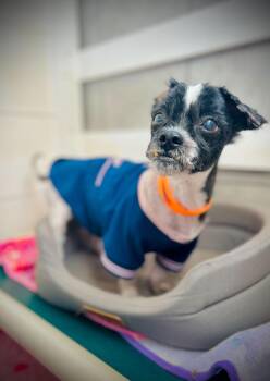 Shih Tzu Dogs Available for Adoption - Dexter Jan 26 | PetCurious