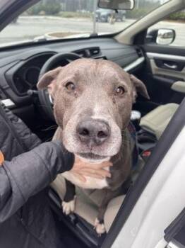 Moby -  Pit Bull Terrier and Mixed Breed Dog for Adoption in Kansas City, Missouri - Moby | PetCurious