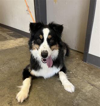 CAMELLIA -  Australian Shepherd Dog for Adoption in Ontario, California - CAMELLIA | PetCurious