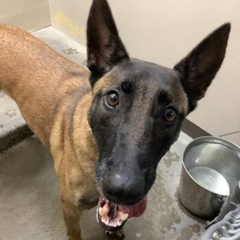 Dash -  Belgian Shepherd Malinois Dog for Adoption in San Gabriel, California - Dash | PetCurious