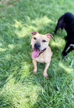 Rescue Pit Bull Terrier Dogs for Adoption in Berea, Kentucky - Honey Bunz | PetCurious