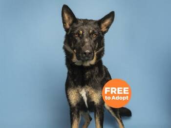 JOSEPHINE -  German Shepherd Dog Dog for Adoption in Phoenix, Arizona - JOSEPHINE | PetCurious