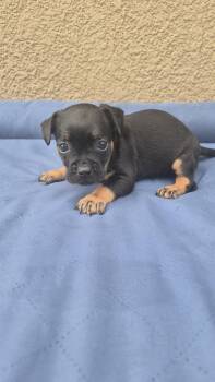 Da Vinci -  French Bulldog and Chihuahua Dog for Adoption in Orlando, Florida - Da Vinci | PetCurious