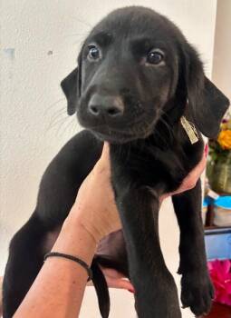 Maleficent -  Labrador Retriever and Mixed Breed Dog for Adoption in Los Angeles, California - Maleficent | PetCurious