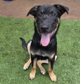 Anne Oakley -  German Shepherd Dog and Australian Cattle Dog Blue Heeler Dog for Adoption in Miami Gardens, Florida - Anne Oakley | PetCurious