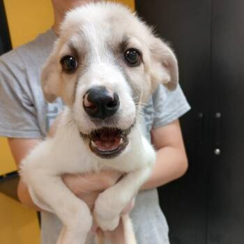 Peach -  Jack Russell Terrier Dog for Adoption in Clarksdale, Mississippi - Peach | PetCurious