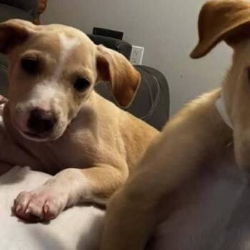 Vanilla Swirl -  Labrador Retriever Dog for Adoption in Portland, Maine - Vanilla Swirl | PetCurious