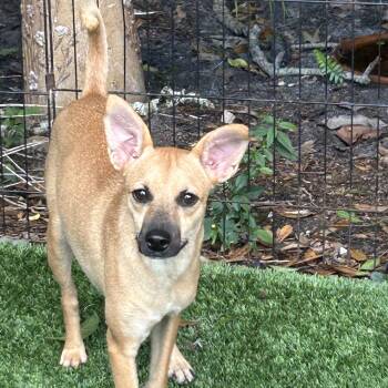Maryann -  Terrier Dog for Adoption in Sarasota, Florida - Maryann | PetCurious