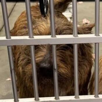 Cairn Terrier Dogs Available for Adoption - Johnny D10698 | PetCurious