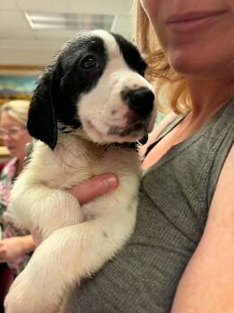 Burton - Halloween Litter -  Anatolian Shepherd and Hound Dog for Adoption in Holly Springs, North Carolina - Burton - Halloween Litter | PetCurious