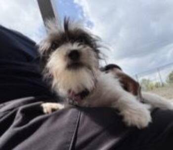 Terrier and Yorkshire Terrier Dogs Available for Adoption in Dacula, Georgia - Ellie | PetCurious