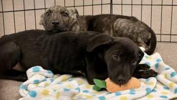 Mixed Breed Dogs Available for Adoption in Balch Springs, Texas - Lucy | PetCurious