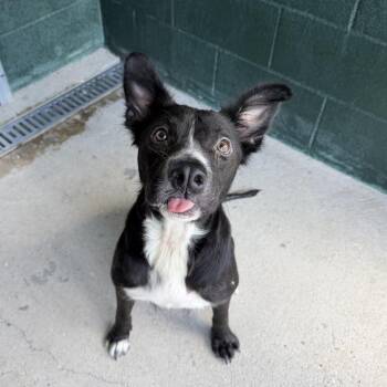 Toy Box -  Shepherd and Terrier Dog for Adoption in Carencro, Louisiana - Toy Box | PetCurious