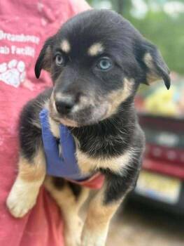 Husky and Shepherd Dogs Available for Adoption in New York, New York - Mocha (AL) | PetCurious