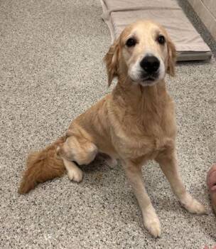 Tucker -  Golden Retriever and Mixed Breed Dog for Adoption in Kansas City, Missouri - Tucker | PetCurious