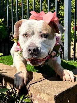 American Bulldog Dogs Available for Adoption in Redlands, California - Remi | PetCurious