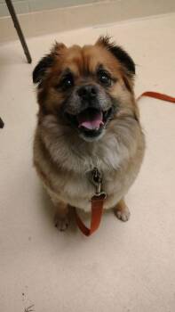 Pomeranian and Pug Dogs Available for Adoption - Zeus | PetCurious
