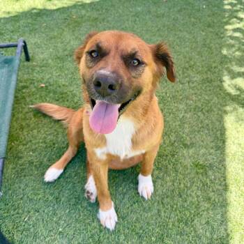 Autumn -  German Shepherd Dog Dog for Adoption in Agoura Hills, California - Autumn | PetCurious