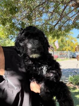 Denver -  Goldendoodle and Labradoodle Dog for Adoption in Temecula, California - Denver | PetCurious