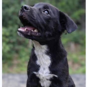 Mixed Breed Dogs Available for Adoption - Eben | PetCurious