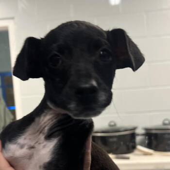 Baxter -  Mixed Breed Dog for Adoption - Baxter | PetCurious