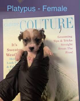 Platypus -  Shih Tzu and Pit Bull Terrier Dog for Adoption in Evansville, Indiana - Platypus | PetCurious