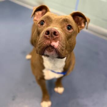 Rescue Pit Bull Terrier Dogs for Adoption in Greensboro, North Carolina - Hot Chocolate | PetCurious