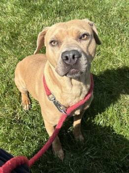 PARIS -  Pit Bull Terrier and German Shepherd Dog Dog Available for Adoption in Dayton, Ohio - PARIS | PetCurious