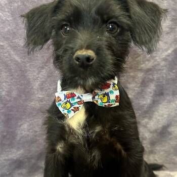 Rescue Dachshund and Yorkshire Terrier Dogs for Adoption in Lodi, California - Cody | PetCurious