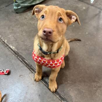 Labrador Retriever and Mixed Breed Dogs Available for Adoption in Riverdale, Iowa - Charlie Brown | PetCurious