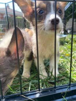 Finn -  Corgi Dog for Adoption in Northlake, Illinois - Finn | PetCurious