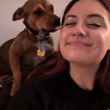Lottie -  Chihuahua and Dachshund Dog for Adoption in Claremont, California - Lottie | PetCurious