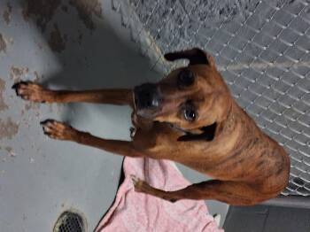 Rescue Boxer Dogs for Adoption in Stuart, Virginia - Brandon | PetCurious