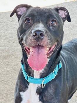 Pit Bull Terrier Dogs Available for Adoption in Phoenix, Oregon - Sophie  | PetCurious