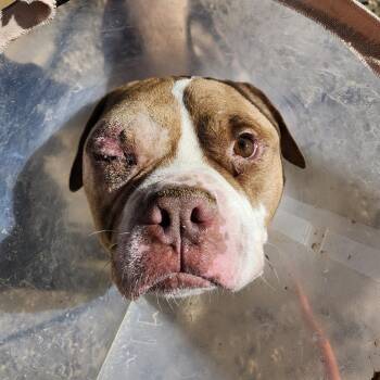 Pit Bull Terrier Dogs Available for Adoption - Credenza | PetCurious