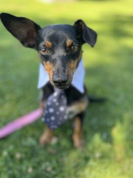 Miniature Pinscher and Chihuahua Dogs Available for Adoption - Ollie  | PetCurious